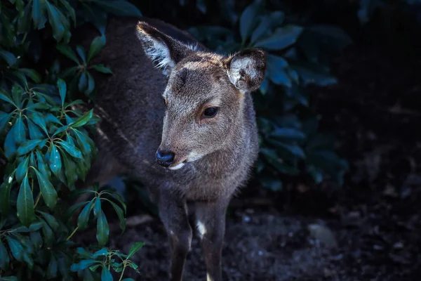 Cervos Japoneses Selvagens Ilha Itsukushima Japão — Fotografia de Stock