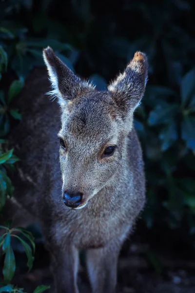 厳島島の野生の鹿 — ストック写真