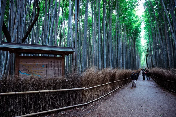 Kyoto, Japonya - 3 Ocak 2020: Bambu Ormanı 'nda yürüyen turistler