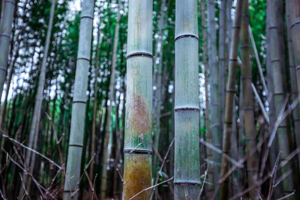 Spacer Lesie Bambusowym Kioto Japonia — Zdjęcie stockowe