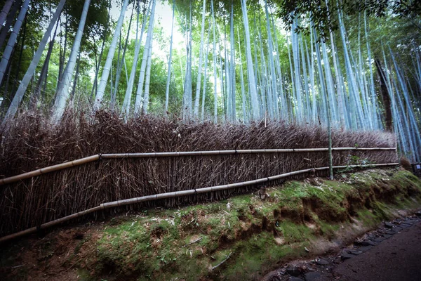 Tranquilidad Caminando Bosque Bambú Kyoto Japón —  Fotos de Stock