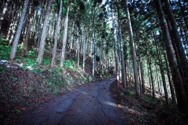 Yudanaka, Japonya - 8 Ocak 2020: Yudanaka şehrinden Jigokudani Maymun Parkı 'na giden orman yolu