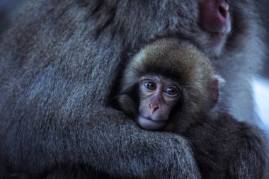 Japonya 'daki Jigokudani Parkı' nda Kar Maymunu Portresi