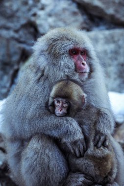 Japonya 'daki Jigokudani Parkı' nda Kar Maymunu Portresi