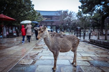 Nara Park, Japonya 'da Islak Vahşi Geyik