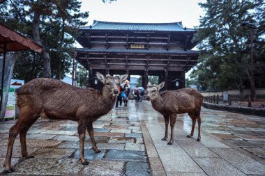 Nara Park, Japonya 'da Islak Vahşi Geyik