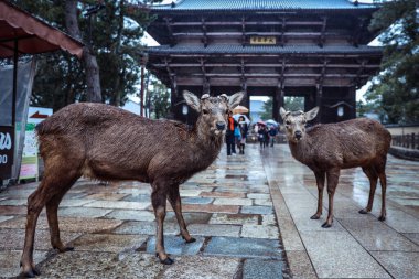 Nara Park, Japonya 'da Islak Vahşi Geyik