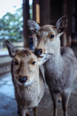 Nara Park, Japonya 'da Islak Vahşi Geyik