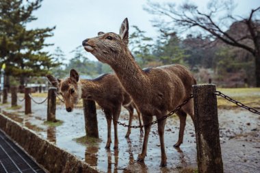 Nara Park, Japonya 'da Islak Vahşi Geyik