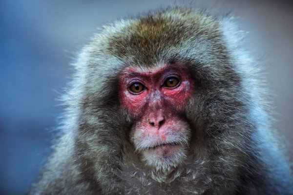 Retrato Macaco Neve Parque Jigokudani Japão — Fotografia de Stock