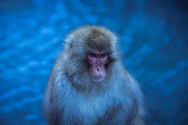 Retrato Macaco Neve Parque Jigokudani Japão — Fotografia de Stock