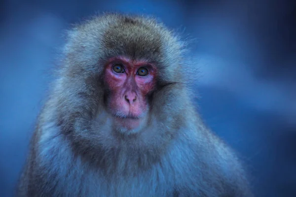 Portrait Singe Des Neiges Dans Parc Jigokudani Japon — Photo