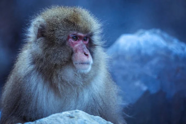 Portret Van Sneeuwaap Het Jigokudani Park Japan — Stockfoto