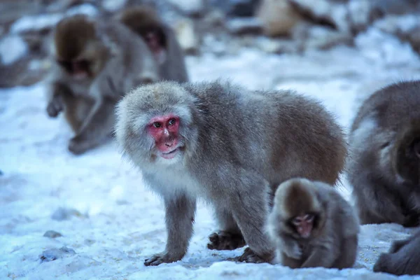 Retrato Macaco Neve Parque Jigokudani Japão — Fotografia de Stock