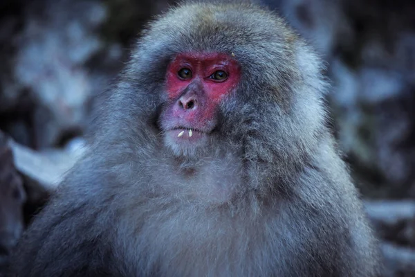 Portret Van Sneeuwaap Het Jigokudani Park Japan — Stockfoto