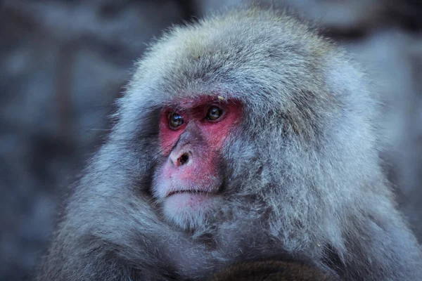 Portrait Singe Des Neiges Dans Parc Jigokudani Japon — Photo