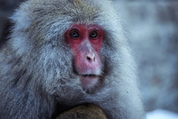 Retrato Macaco Neve Parque Jigokudani Japão — Fotografia de Stock