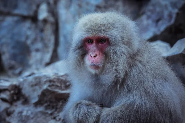 Portret Małpy Śnieżnej Parku Jigokudani Japonia — Zdjęcie stockowe