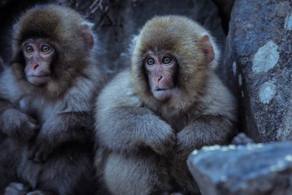 Retrato Macaco Neve Parque Jigokudani Japão — Fotografia de Stock