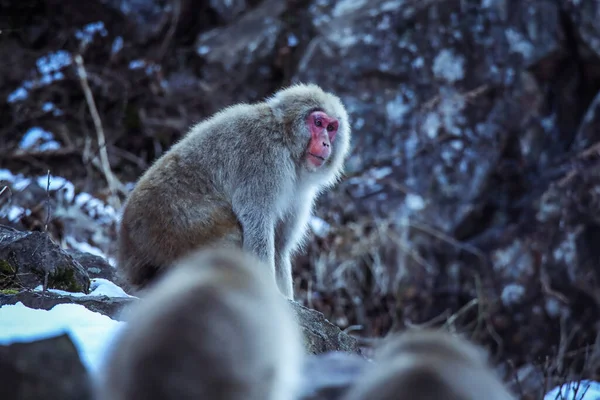 Retrato Macaco Neve Parque Jigokudani Japão — Fotografia de Stock