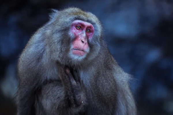 Retrato Macaco Neve Parque Jigokudani Japão — Fotografia de Stock