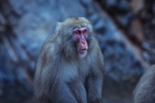 Portrait Singe Des Neiges Dans Parc Jigokudani Japon — Photo