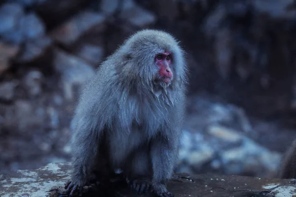 Portrait Singe Des Neiges Dans Parc Jigokudani Japon — Photo