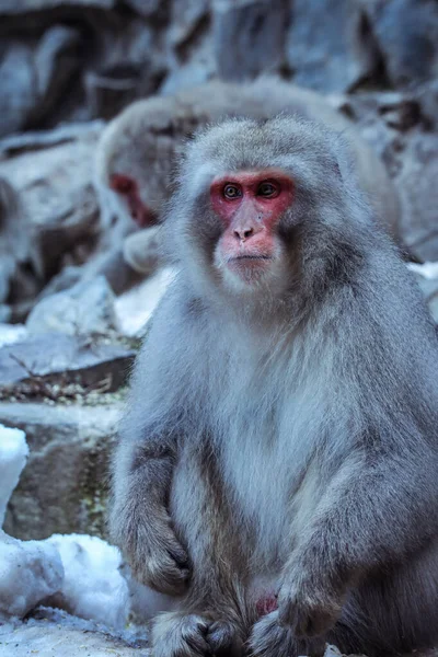 Retrato Macaco Neve Parque Jigokudani Japão — Fotografia de Stock