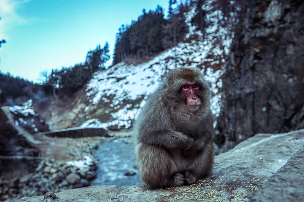Retrato Macaco Neve Parque Jigokudani Japão — Fotografia de Stock