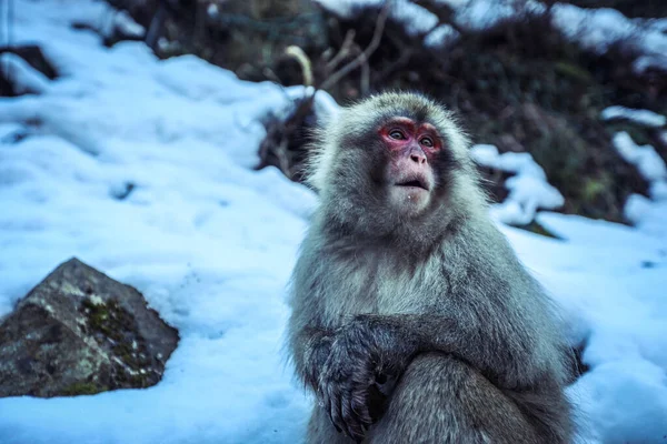 Retrato Macaco Neve Parque Jigokudani Japão — Fotografia de Stock