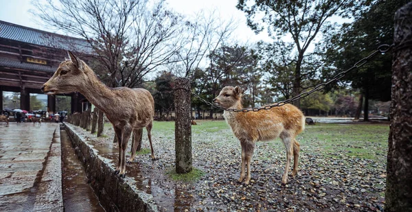 Dziki Jeleń Parku Nara Japonia — Zdjęcie stockowe