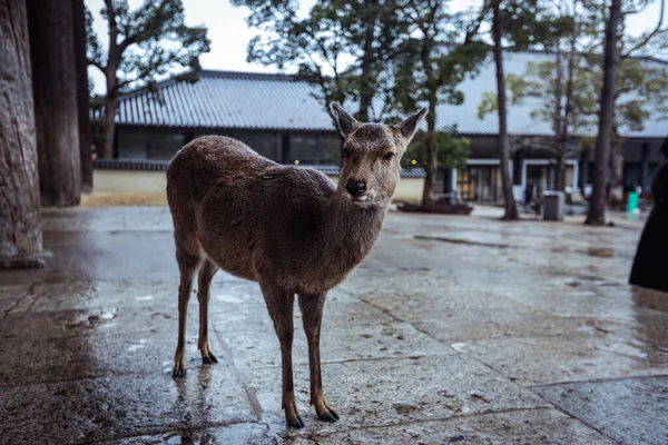 Wet Wild Deer Στο Nara Park Ιαπωνία — Φωτογραφία Αρχείου