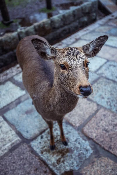 日本奈良公园的湿野鹿 — 图库照片