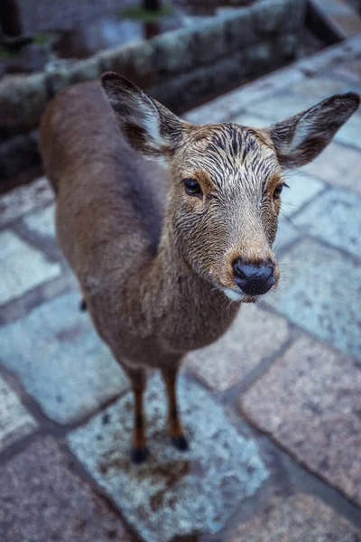 Wet Wild Deer Στο Nara Park Ιαπωνία — Φωτογραφία Αρχείου