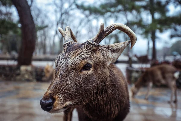 Cerf Sauvage Mouillé Dans Parc Nara Japon — Photo