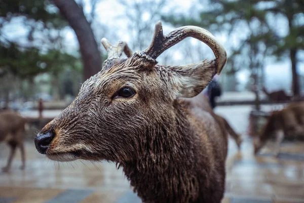 日本奈良公园的湿野鹿 — 图库照片