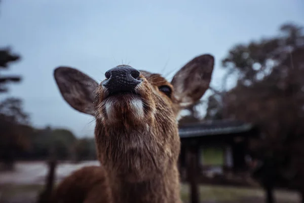 Wet Wild Deer Στο Nara Park Ιαπωνία — Φωτογραφία Αρχείου