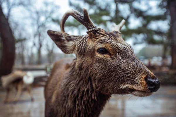 Wet Wild Deer Nara Park Japan — Stock Photo, Image