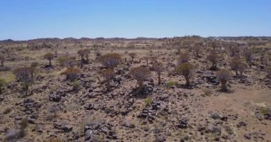 Namibya 'nın titreyen ağaçları, eşsiz doğa.