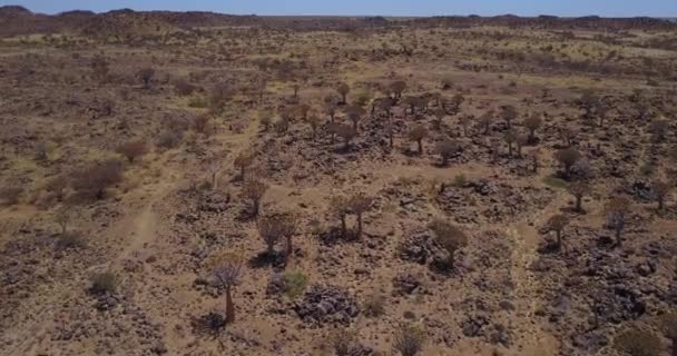 Рідкісні Дерева Намібії — стокове відео