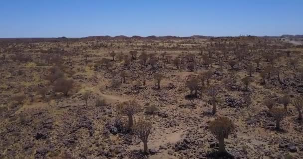 Carquois Namibie Nature Unique — Video