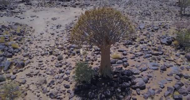 Drgawki Namibii Wyjątkowa Przyroda — Wideo stockowe