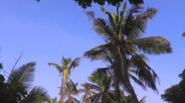 Tropik bir adada palmiye ağaçları, Seyşeller