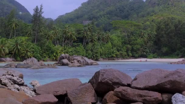 Φοίνικες Τροπικό Νησί Σεϋχέλλες — Αρχείο Βίντεο