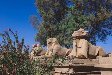 Antik Ram, Mısır 'ın Luxor yakınlarındaki Karnak Tapınağı Kompleksindeki Sfenks heykelleri