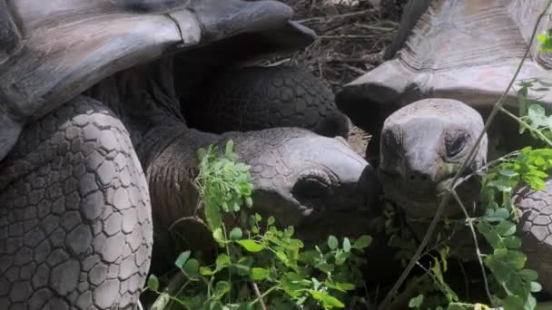 Une Paire Tortues Géantes Des Seychelles — Video
