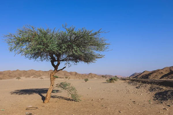 Increíble Vista Las Arenas Salvajes Cerca Marsa Alam Ciudad Egipcia —  Fotos de Stock