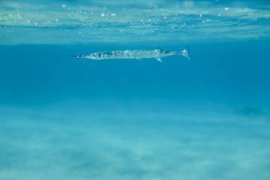 Marsa Alam şehri, Mısır yakınlarındaki Re Denizi Mercan Resifi 'nin Su altı Dünyası