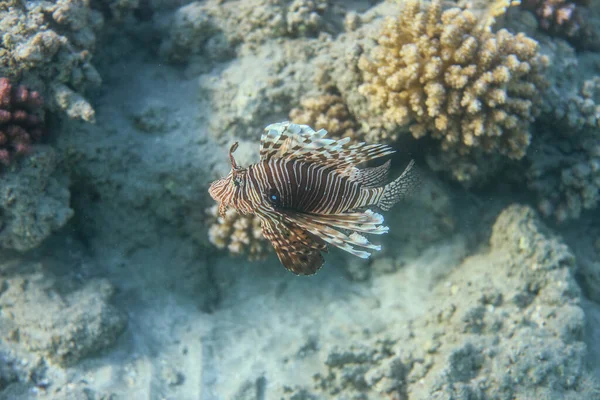 Onderwaterwereld Van Het Sea Coral Reef Bij Marsa Alam Stad — Stockfoto