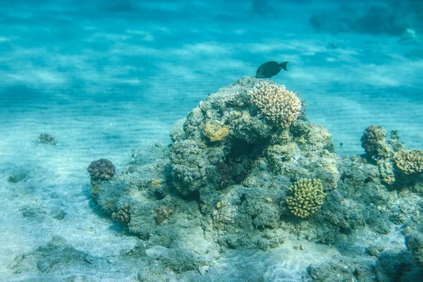 Mundo Submarino Del Arrecife Coral Mar Cerca Ciudad Marsa Alam — Foto de Stock